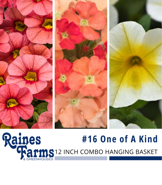 #16: One of A Kind 12 Inch Combo Hanging Basket